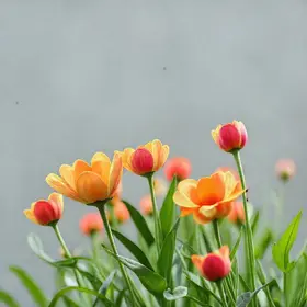 Bloomin Trabalhe Conosco: Vagas Abertas