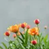 Bloomin Trabalhe Conosco: Vagas Abertas