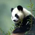 Nomes para pandas: Lista com 100 nomes criativos