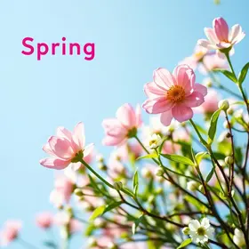 Começa a primavera: 50 frases para enviar pelo WhatsApp